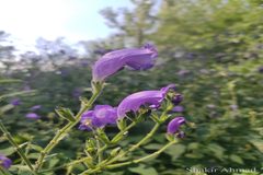 Strobilanthes wallichii